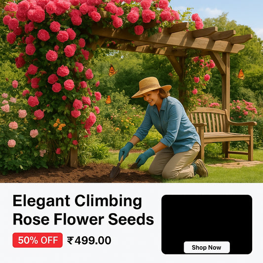 Elegant Climbing Rose Flower Seeds