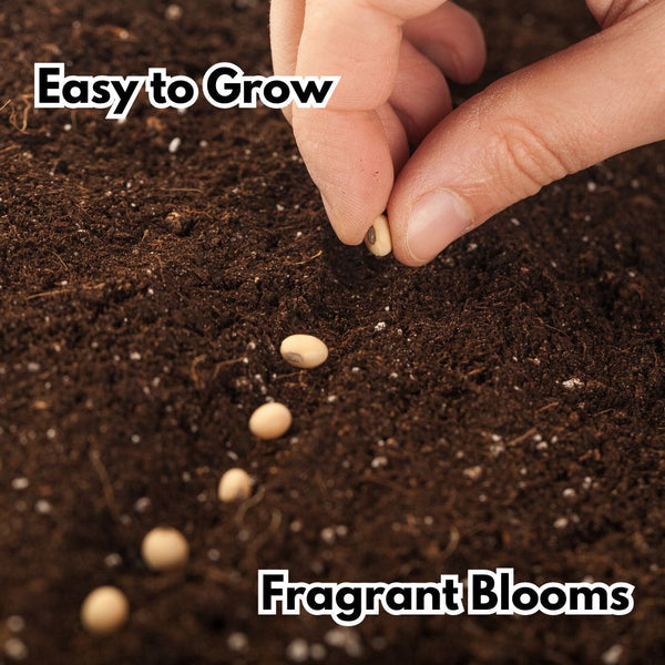 Elegant Climbing Rose Flower Seeds