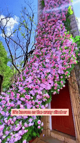 Elegant Climbing Rose Flower Seeds